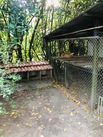 campo en mi rincon  casa principal casa de caseros box quincho gallineros conejeras 