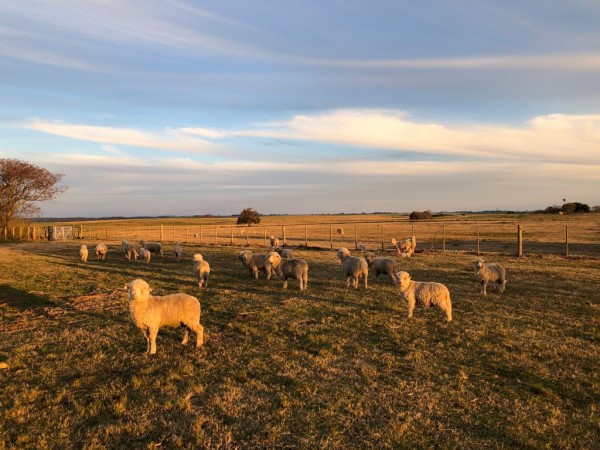 excelente chacra en Venta de 3 hectareas  en Uruguay en el departamento de Soriano, Permuta en Caba