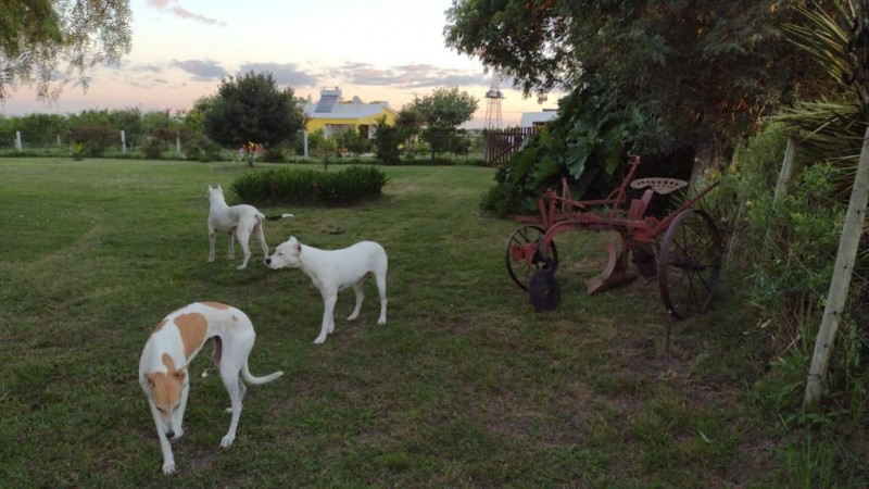 excelente chacra en Venta de 3 hectareas  en Uruguay en el departamento de Soriano, Permuta en Caba