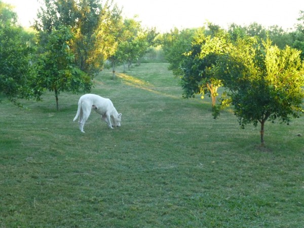 excelente chacra en Venta de 3 hectareas  en Uruguay en el departamento de Soriano, Permuta en Caba