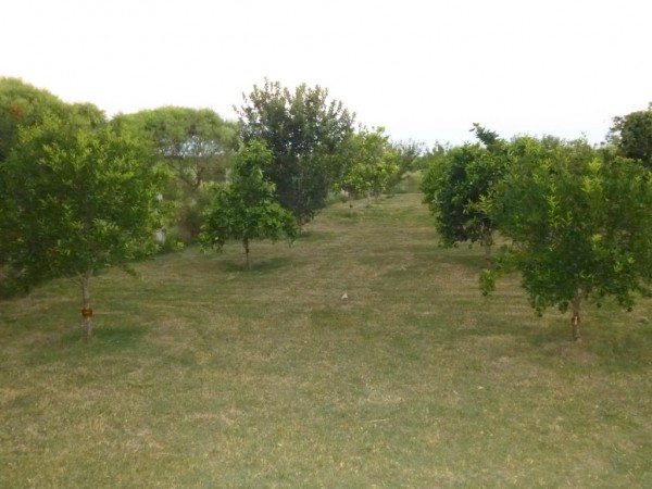 excelente chacra en Venta de 3 hectareas  en Uruguay en el departamento de Soriano, Permuta en Caba