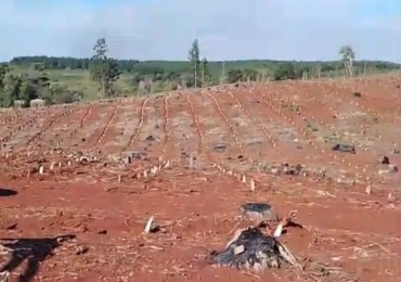 Campo en Venta con plantacion en Misiones, San Pedro